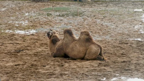 Camel chewing Stock Footage 124062846