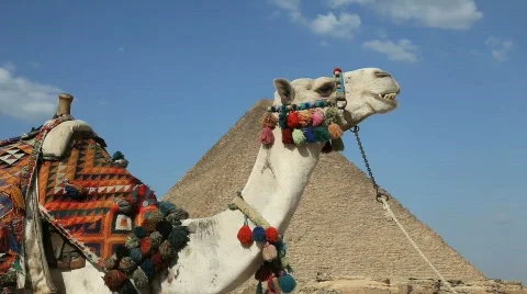 Camel Chewing in front of Great Pyramid in Giza Egypt Stock Footage 608433