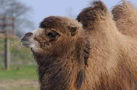 Camel chewing grass Stock Photos