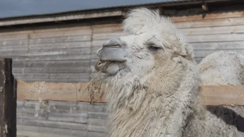 Camel is chewing hay and tilting head for next portion Stock Footage 109423151