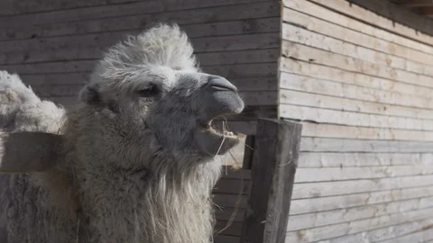 Camel is chewing hay on a ranch close up view Stock Footage 109422994