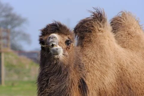 Camel chewing Stock Photos