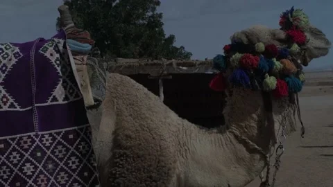 Camel chewing portrait, Beautiful camel in safari Vídeo Stock 235918620
