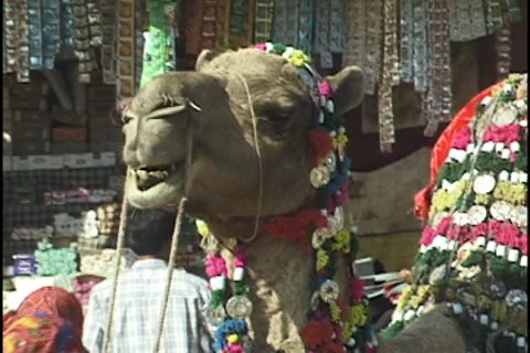 Camel chewing at Pushkar India Camel Fair Video stock 8600279