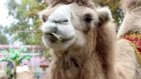 Camel Chews The And Looking at The Camera in Zoo in Ukraine Stock Footage 69180035