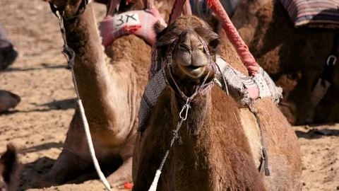 Camel chews Close Up Stock Footage 102626045