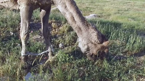 A Camel Chews Grass on the Field. a Camel on the Field. Stock Footage 75393214