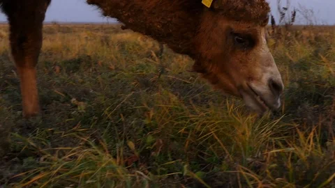Camel Chews Grass on the Field. Stock Footage 119974566