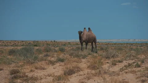 Camel chews thorns Видео 247477562