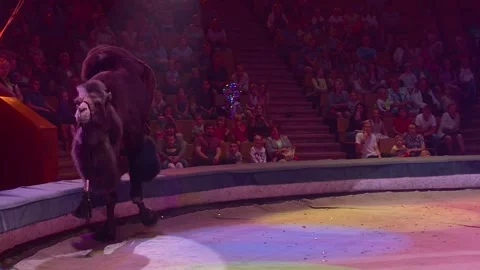 Camel in the circus ring during the performance Stock Footage 299803788