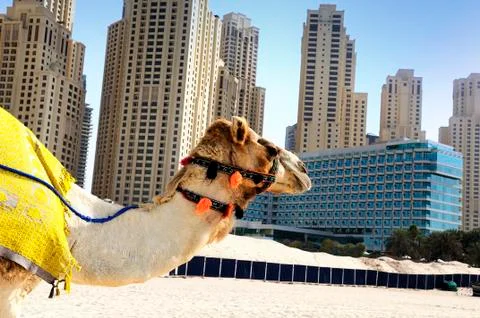 Camel in the city Stock Photos