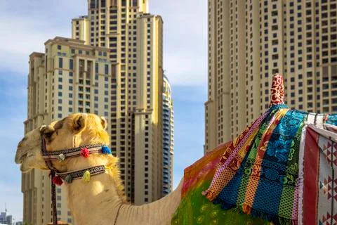 Camel in the city Foto stock