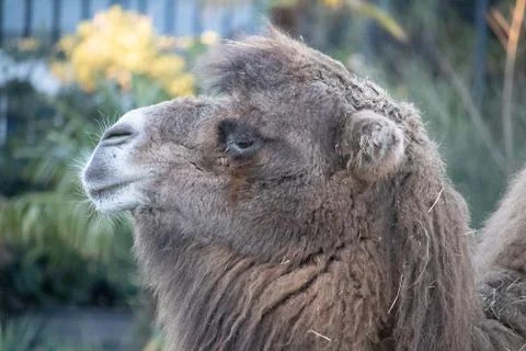 A camel in the city Stock Photos