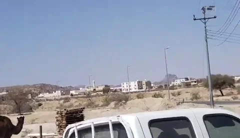 The camel of the city of taif Stock Footage 160605959