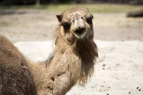 Camel in a clearing Stock Photos