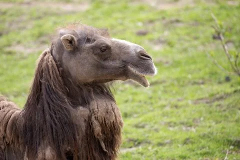 Camel in a clearing, a portrait Stock Photos