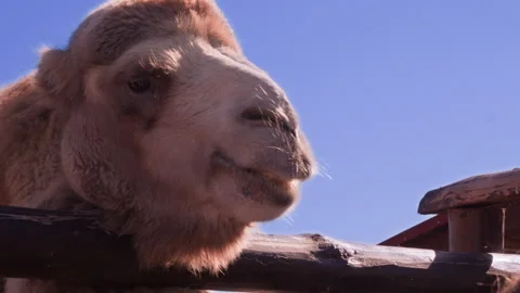 Camel Close-Up Against a Clear Blue Sky in a Wildlife Park Stock Footage 296782427