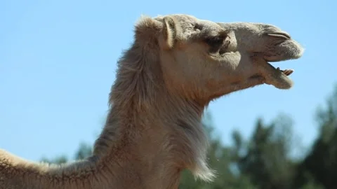 Camel close up chewing Stock Footage 238628110
