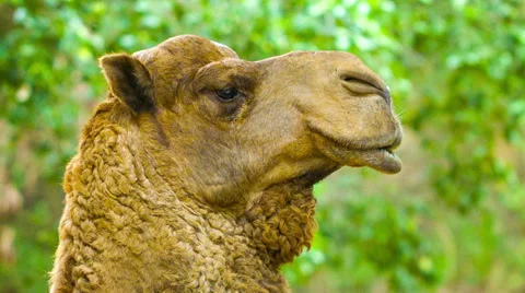 Camel close up 库存影片 34817160