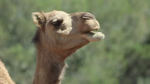 Camel close up Stock Footage 238628397