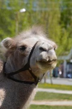 Camel close-up 库存照片