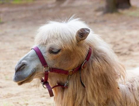 Camel close up portrait Stock Photos
