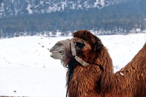 Camel close-up under snowfall and snowy landscape Stock Photos