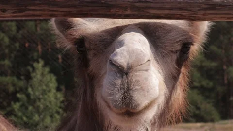 Camel, close-up, at the zoo Stock Footage 134337332