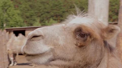 Camel, close-up, at the zoo Stock Footage 134337973
