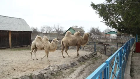 Camel, close-up, at the zoo Stock Footage 150899918