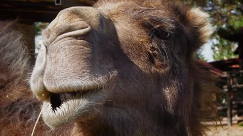Camel Closeup Stock Footage 11962340