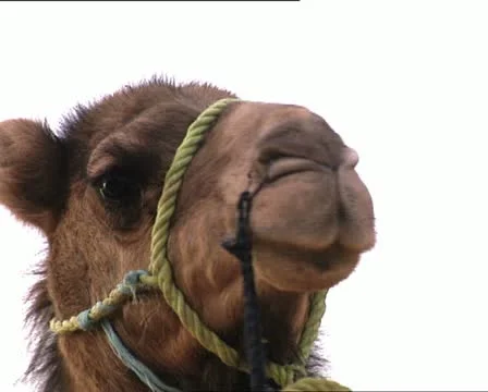 CAMEL closeup Video stock 20526749