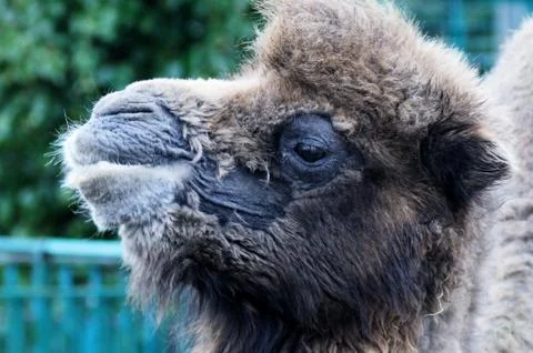 Camel closeup Stock Photos