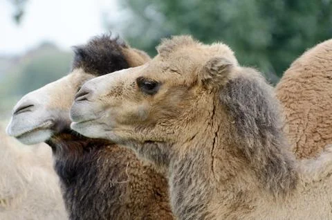 Camel closeup Stock Photos