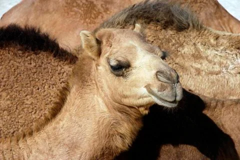 Camel closeup Foto stock