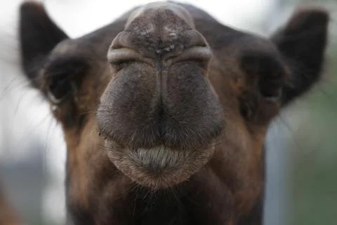 Camel Closeup Stock Photos