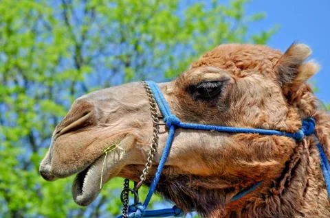 Camel closeup portrait Stock Photos