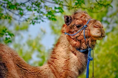 Camel closeup portrait Stock Photos