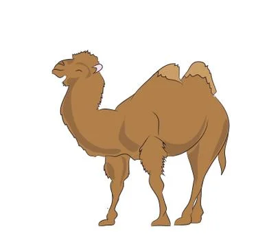 Camel, color vector Stock-Illustration