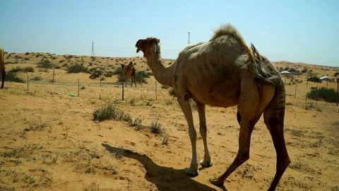 The camel comes close to the camera, looks defiantly and runs away. Stock Footage 89733800