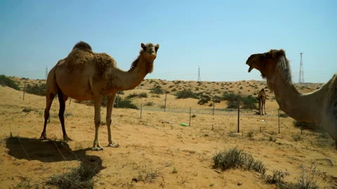 The camel comes close to the camera, looks defiantly and runs away. Stock Footage 89733955