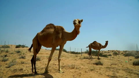 The camel comes close to the camera, looks defiantly and runs away. Stock Footage 89733956