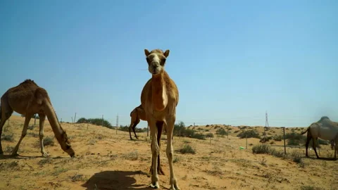 The camel comes close to the camera, looks defiantly and runs away. Stock Footage 89733970