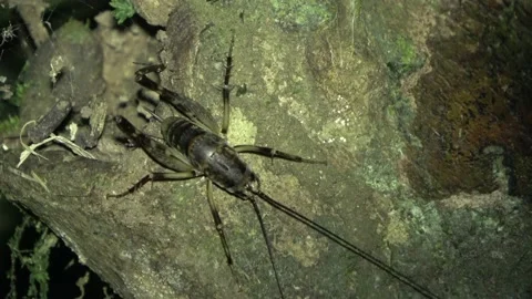 Camel cricket, Malaysia Stock Footage 132540338
