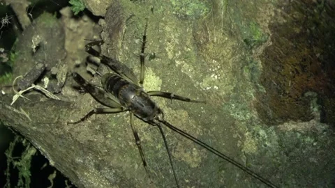 Camel cricket, Malaysia Stock Footage 132540340