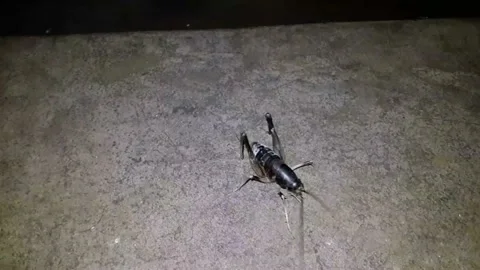 Camel Cricket at night time during rainy season Stock Footage 232433495