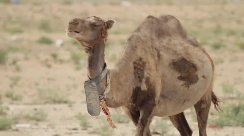 Camel cries in the desert Stock Footage 62063709