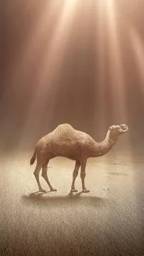 Camel crossing the desert Stock Illustration