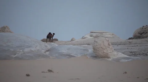 Camel crossing the White Desert, Egypt Stock Footage 36717591