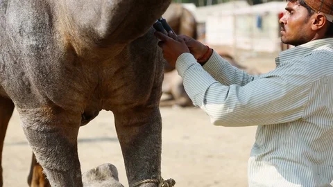 Camel Cutting India Stock Footage 118355311